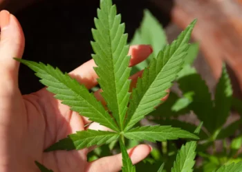 Tiga Anak SMA Terciduk Bawa Ganja