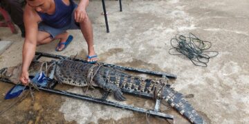 Buaya Muara yang berkeliaran di pari Kampung Baru ditangkap warga Desa Sungai Rengas, Kecamatan Sungai Kakap, Kabupaten Kubu Raya.