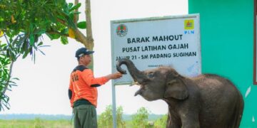 PLN Ikut Aktif Lestarikan Gajah Sumatera, Sediakan Kendaraan Patroli Hewan