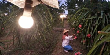 Raih Energy Globe Award 2023, Program Electrifying Agriculture PLN Akan Wakili Indonesia di Tingkat Global