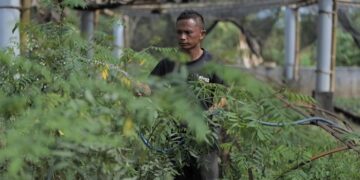 Ubah Lahan Kritis Jadi Hijau dan Produktif, PLN Kembangkan Ekosistem Biomassa Berbasis Pertanian Terpadu