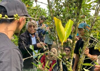 Melalui PLN Peduli, Kolibro Sukses Lakukan Pelatihan Budidaya Kopi Liberika di Sendoyan Sambas