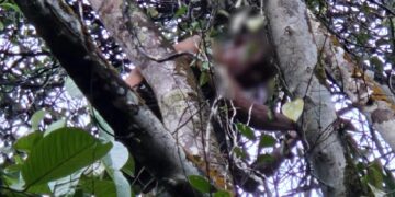 Diduga Stres Istri Selingkuh, Pria Asal Sulawesi Lakukan Aksi Percobaan Bunuh Diri di Pontianak