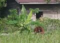Warga Sumber Priangan Ketapang Dikejutkan Kemunculan Orangutan