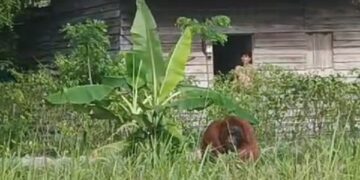 Warga Sumber Priangan Ketapang Dikejutkan Kemunculan Orangutan