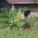 Warga Sumber Priangan Ketapang Dikejutkan Kemunculan Orangutan