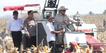 PLN Sukses Kawal Panen Raya Nasional di Perbatasan Kalbar, Sambut Presiden Prabowo dengan Listrik Andal