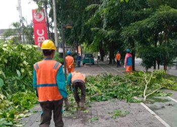 PLN UP3 Pontianak Tingkatkan Pemeliharaan Jaringan Listrik Menghadapi Musim Hujan dan Angin Kencang
