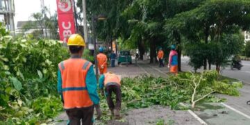 PLN UP3 Pontianak Tingkatkan Pemeliharaan Jaringan Listrik Menghadapi Musim Hujan dan Angin Kencang