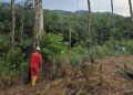 PLN Gelar GROWS di Desa Semade dan Tunang, Perkuat Keandalan Jaringan Listrik Mempawah