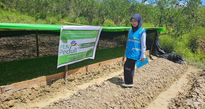 PLN Hidupkan Kembali Kejayaan Jeruk Tebas untuk Perkuat Ekonomi Masyarakat Sambas