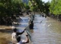 PLN Gelar Panen Perdana Bandeng Silvofishery di Kuala Satong, Perkuat Ekonomi Pesisir dan Pelestarian Mangrove