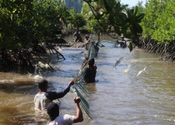 PLN Gelar Panen Perdana Bandeng Silvofishery di Kuala Satong, Perkuat Ekonomi Pesisir dan Pelestarian Mangrove