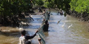 PLN Gelar Panen Perdana Bandeng Silvofishery di Kuala Satong, Perkuat Ekonomi Pesisir dan Pelestarian Mangrove