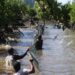 PLN Gelar Panen Perdana Bandeng Silvofishery di Kuala Satong, Perkuat Ekonomi Pesisir dan Pelestarian Mangrove