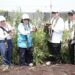 PLN Dorong Kemandirian Petani Lewat Program Budidaya Jahe Gajah di Mempawah